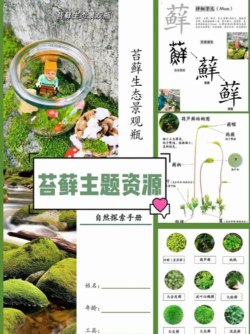苔藓植物有没有输导组织?揭开这个园艺谜题 结语