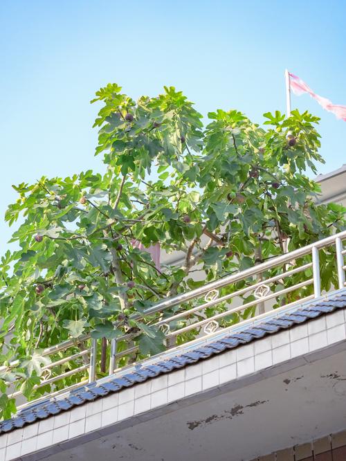 楼顶种什么水果最好?推荐这几种,轻松拥有楼顶果园 一、草莓:新手必备的楼顶明星