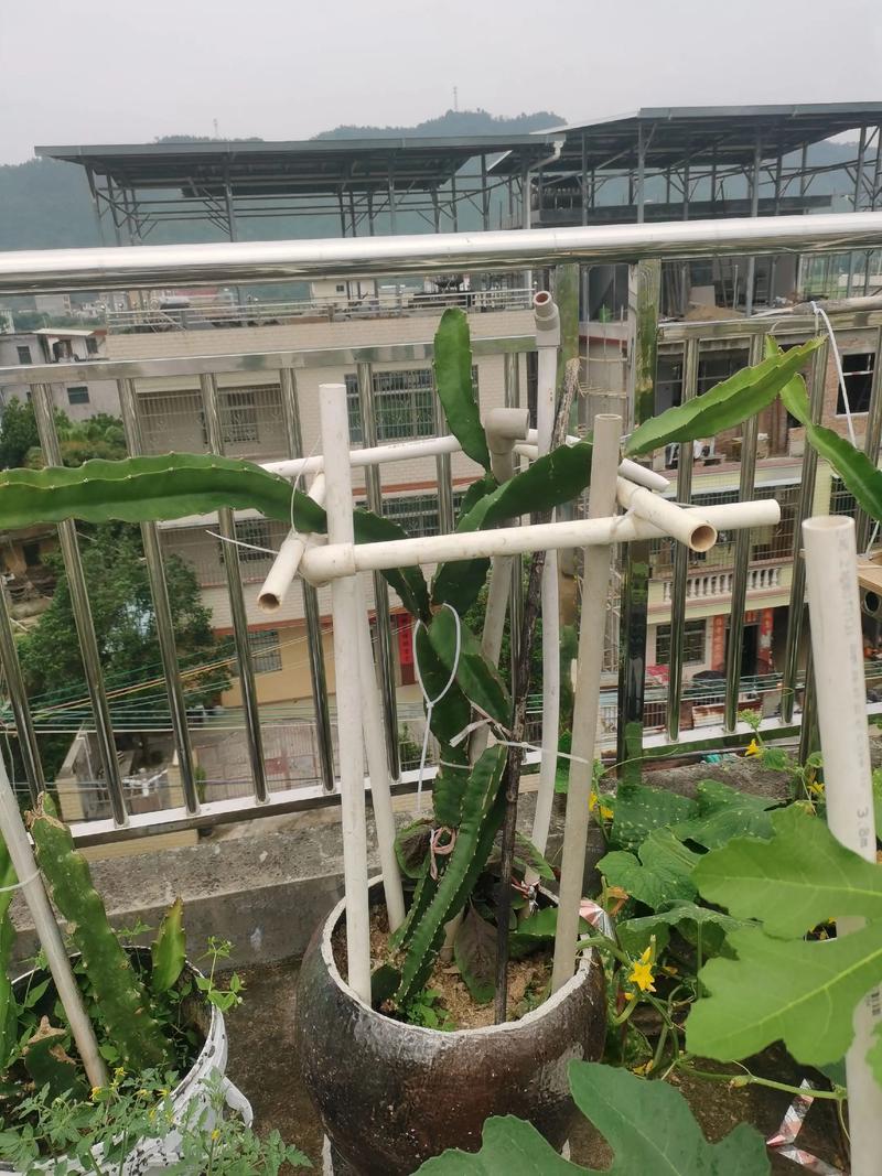 楼顶种什么水果最好?推荐这几种,轻松拥有楼顶果园 三、蓝莓:喜酸“挑剔”但高颜值
