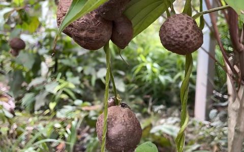 山药什么时候种植最好？家庭种植全攻略：从选种到采收的完整指南