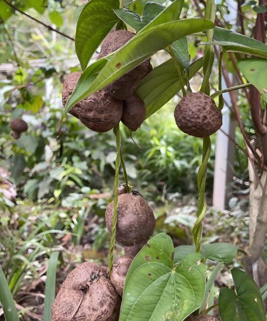 山药什么时候种植最好？家庭种植全攻略：从选种到采收的完整指南