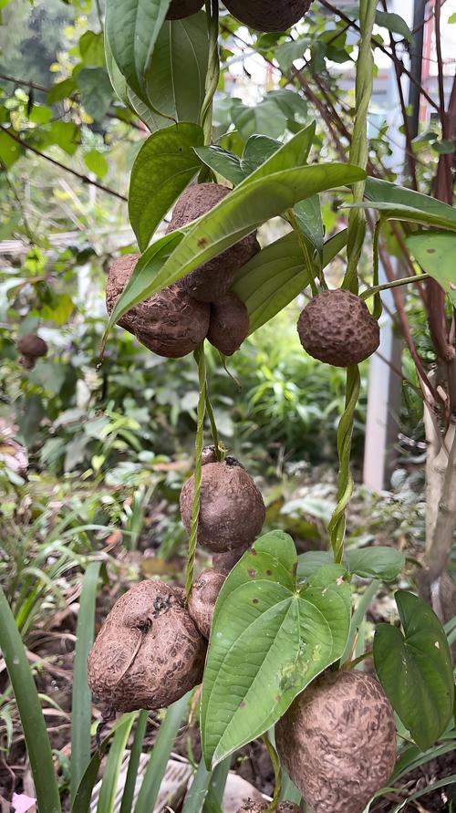 山药什么时候种植最好?家庭种植全攻略:从选种到采收的完整指南 山药什么时候种植最好?家庭种植全攻略:从选种到采收的完整指南