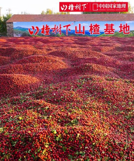 山楂树下现在什么情况——2026年种植与采购全指南