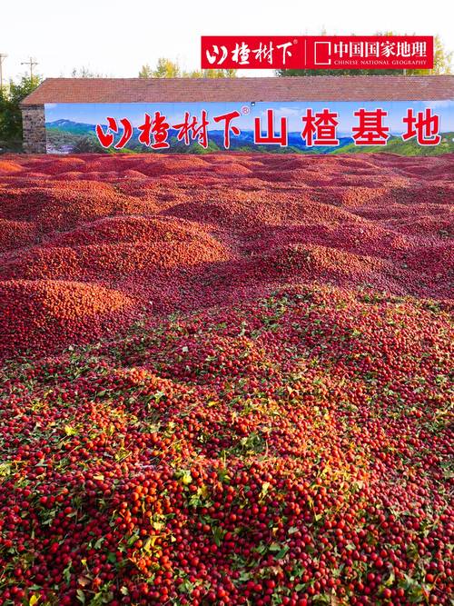 山楂树下现在什么情况——2026年种植与采购全指南 山楂树下现在什么情况——2026年种植与采购全指南