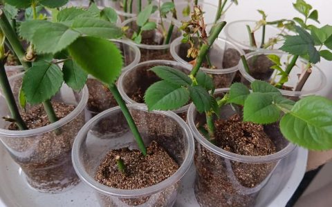 月季花种子怎么种才能发芽？家庭繁殖全流程指南
