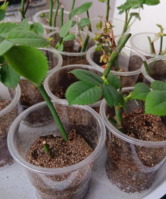 月季花种子怎么种才能发芽？家庭繁殖全流程指南