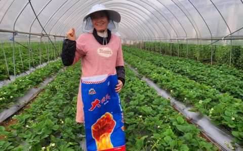草莓底肥怎么选？家庭种植的完整养护指南