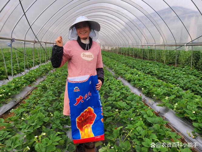 草莓底肥怎么选?家庭种植的完整养护指南 草莓底肥怎么选?家庭种植的完整养护指南