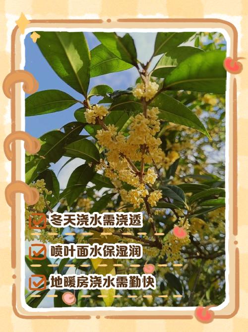 桂花树冬天需要浇水吗?冬季养护全指南 五、越冬越夏:冬季防寒是重点,南方北方差异大