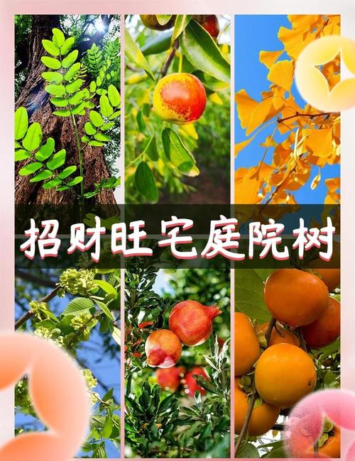 屋前栽什么风景树最好?这几种树既美观又吉祥 总结