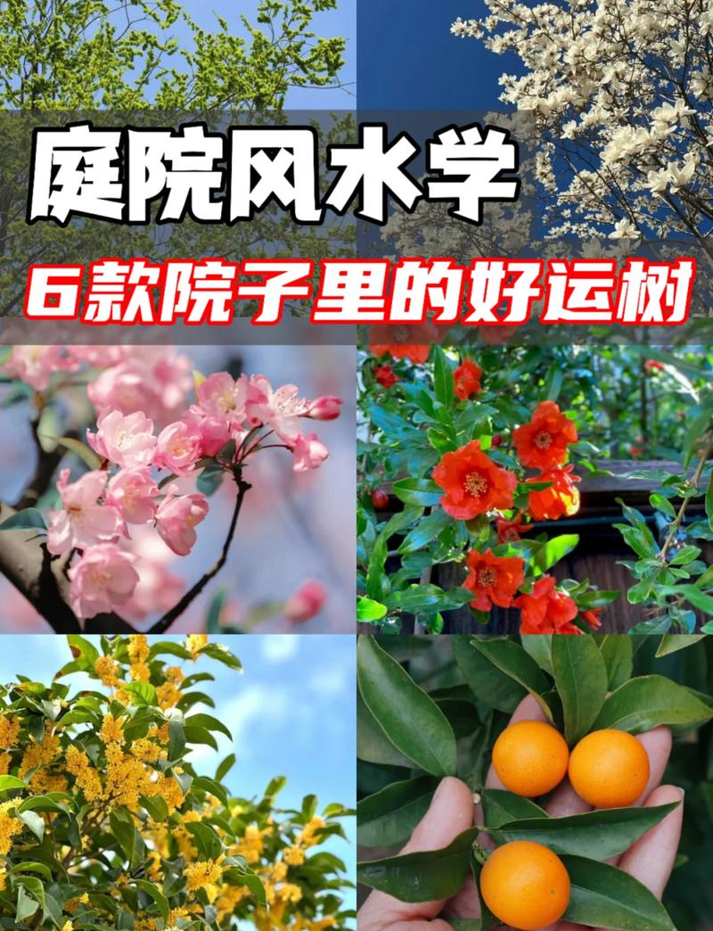 屋前栽什么风景树最好?这几种树既美观又吉祥 5. 罗汉松:苍劲古雅,镇宅守财
