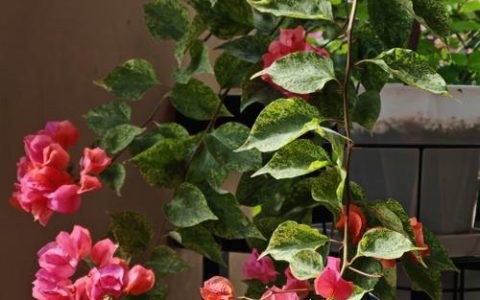 冬天开花的有哪些花？10种耐寒花卉花期与养护全指南