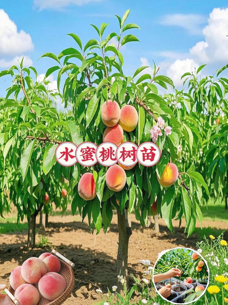 一棵桃树值多少钱?2026年桃树苗与成树价格全解析 采购桃树苗的“一看二查三问”避坑指南