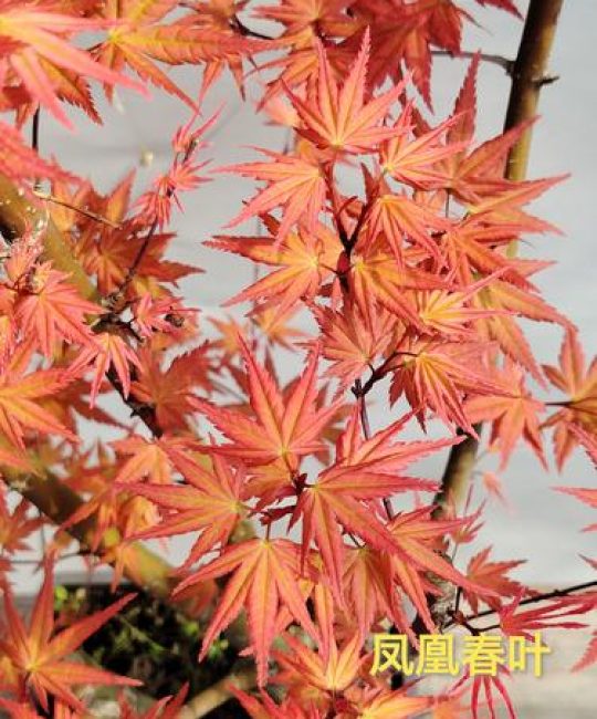 彩叶树种哪个好？日本红枫、银杏、紫叶李6维度深度对比，帮你选对不踩坑