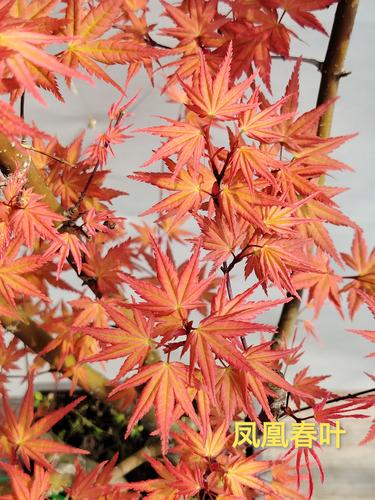 彩叶树种哪个好?日本红枫、银杏、紫叶李6维度深度对比,帮你选对不踩坑 核心结论:没有绝对“最好”,只有“最匹配”