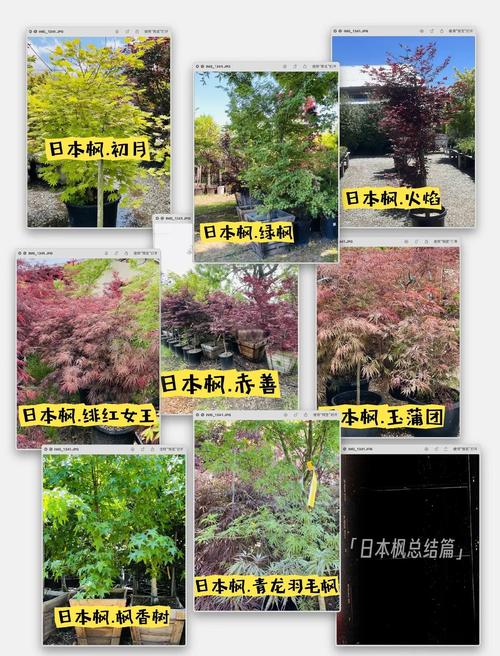 彩叶树种哪个好?日本红枫、银杏、紫叶李6维度深度对比,帮你选对不踩坑 二、各维度逻辑解释