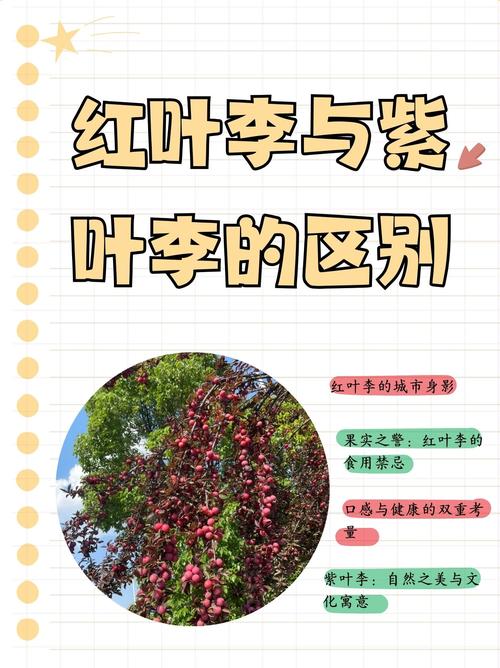 彩叶树种哪个好?日本红枫、银杏、紫叶李6维度深度对比,帮你选对不踩坑 总结