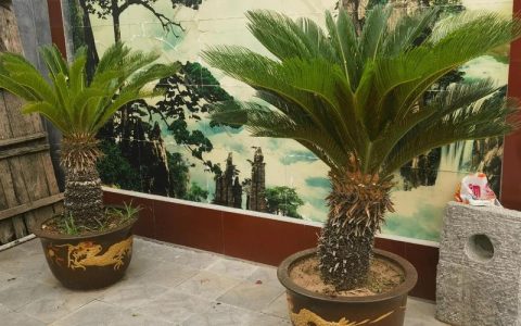 院子种铁树好吗？科学解析铁树在庭院中的养护与文化寓意