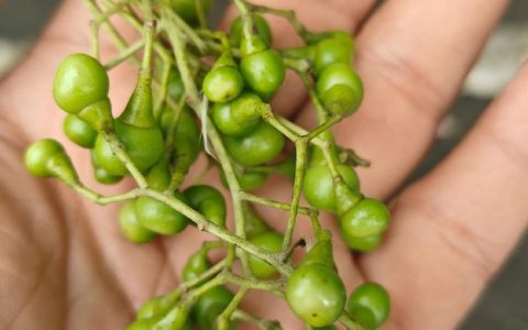 香樟树的果实有什么作用？食用、药用与安全须知