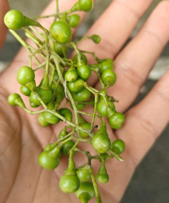 香樟树的果实有什么作用？食用、药用与安全须知