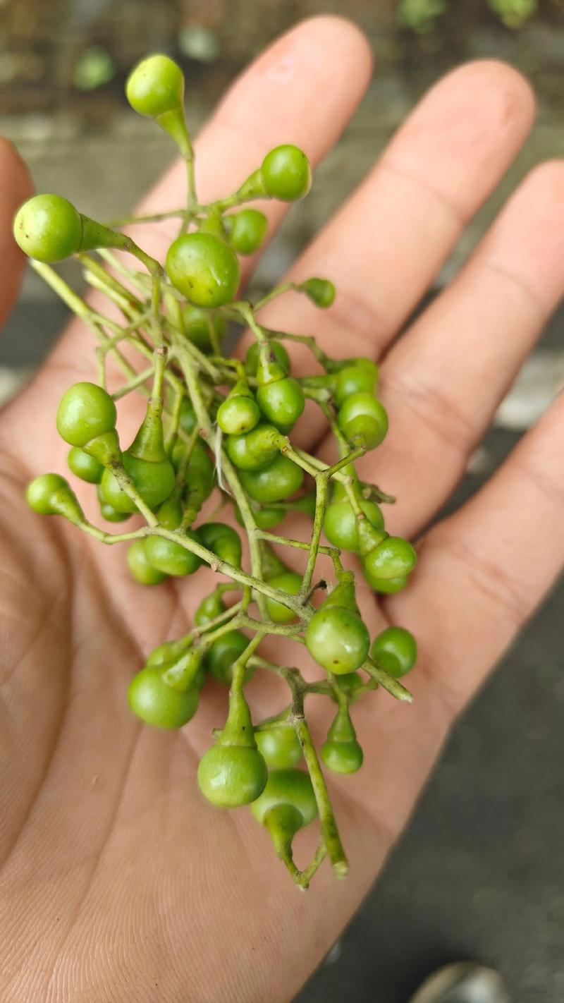 香樟树的果实有什么作用?食用、药用与安全须知 香樟果实的基本认识