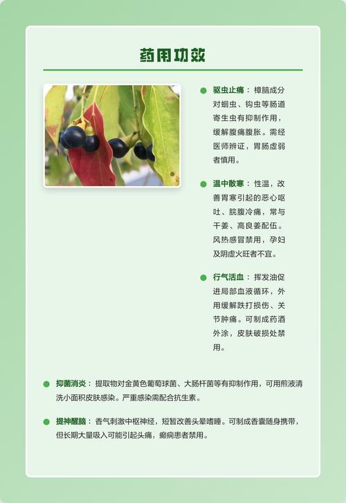 香樟树的果实有什么作用?食用、药用与安全须知 食用价值与风险