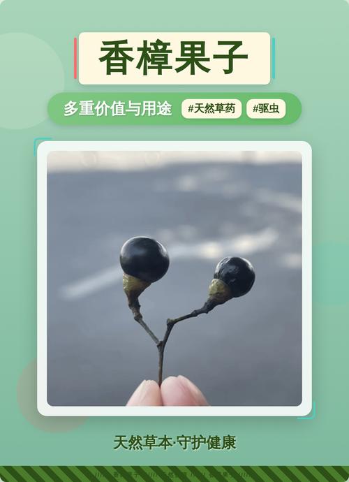 香樟树的果实有什么作用?食用、药用与安全须知 安全注意事项