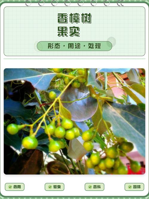香樟树的果实有什么作用?食用、药用与安全须知 结语