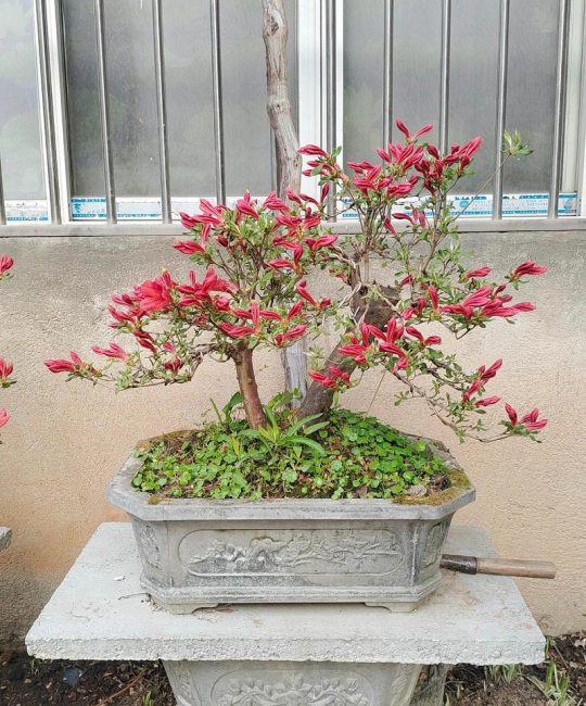 映山红施什么肥最好？掌握这些施肥技巧，花开满枝红艳艳