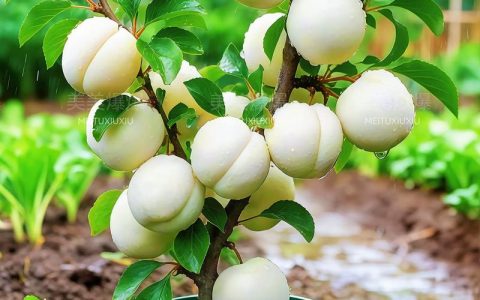 杏树嫁接最佳砧木与全流程技术指南