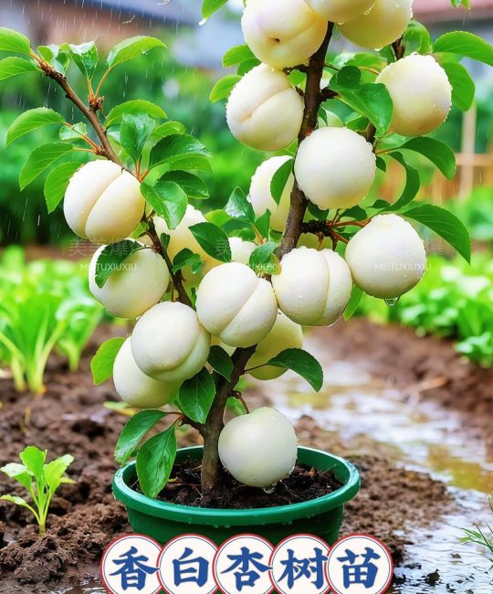 杏树嫁接最佳砧木与全流程技术指南