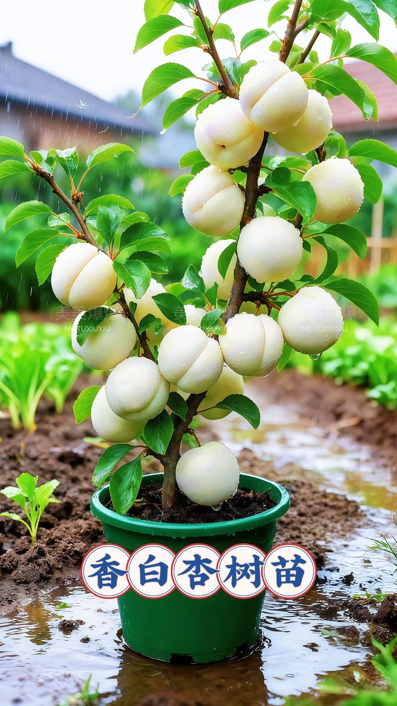 杏树嫁接最佳砧木与全流程技术指南 杏树嫁接最佳砧木与全流程技术指南