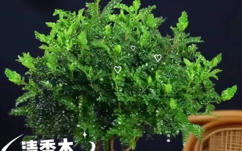 清香木做手串好不好？一文讲透优缺点与盘玩要点