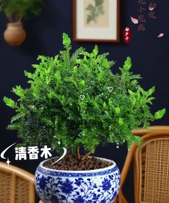 清香木做手串好不好？一文讲透优缺点与盘玩要点
