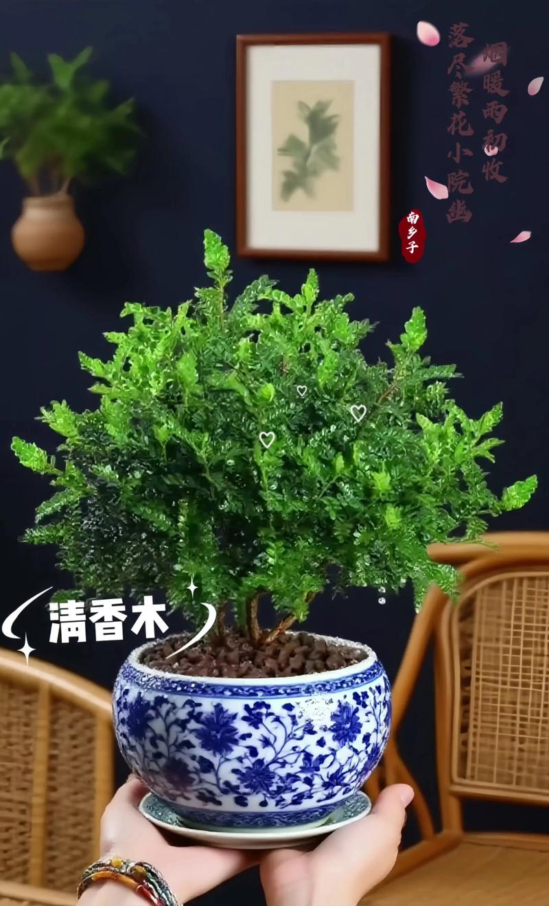 清香木做手串好不好?一文讲透优缺点与盘玩要点 一、清香木做手串的优点