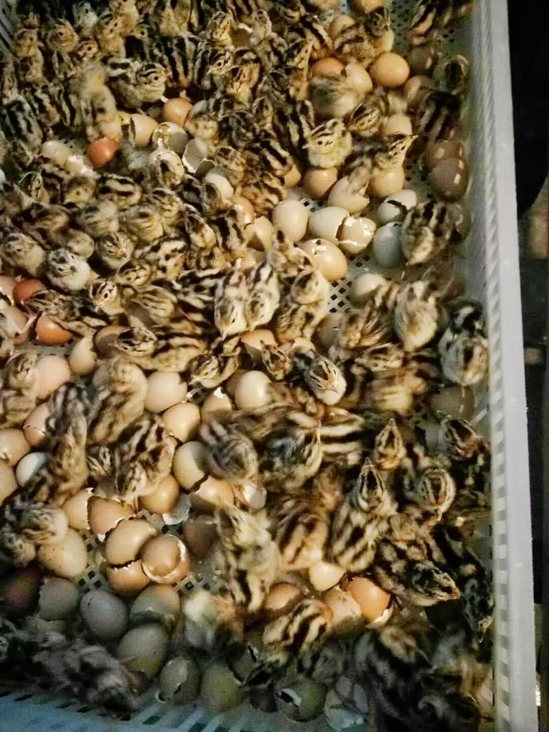 七彩鸡苗多少钱一只?价格快速参考与影响因素全解析 三、季节:孵化旺季与淡季价差明显