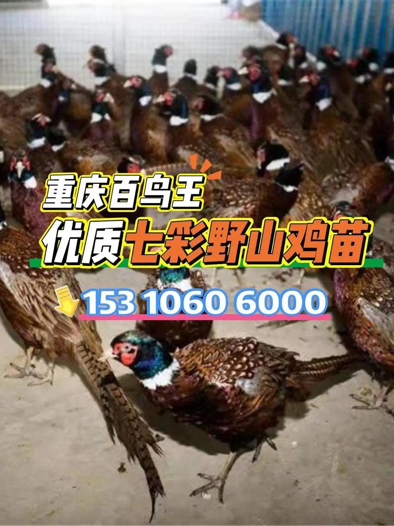 七彩鸡苗多少钱一只?价格快速参考与影响因素全解析 二、产地:孵化场距离与区域供应量