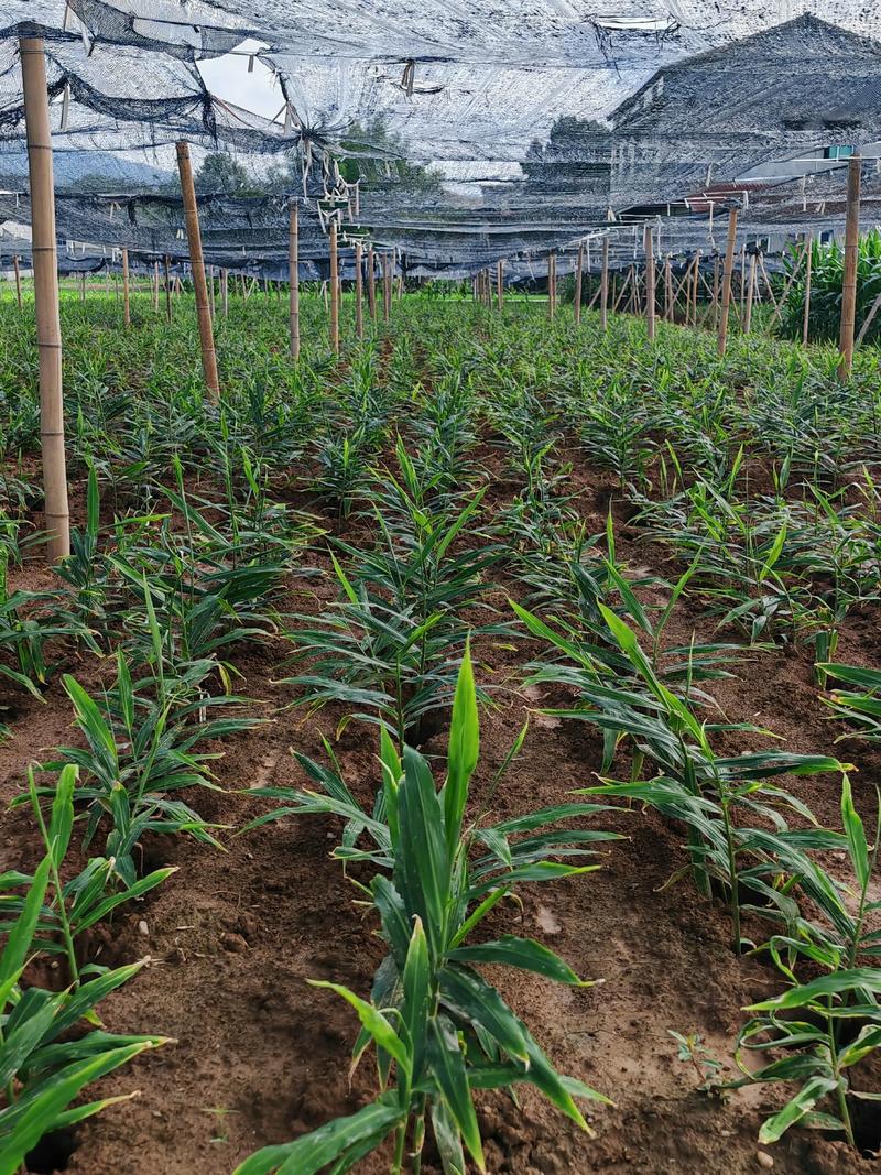 生姜盆栽种植全攻略:从选种到收获的详细步骤 二、土壤环境
