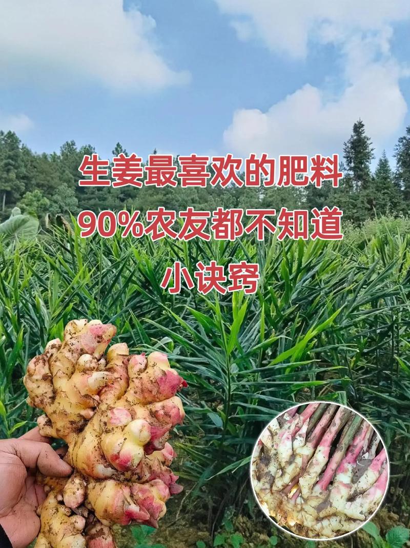 生姜盆栽种植全攻略:从选种到收获的详细步骤 四、栽植深度