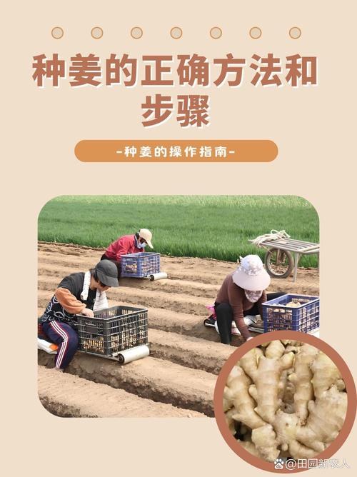 生姜盆栽种植全攻略:从选种到收获的详细步骤 五、浇定根水