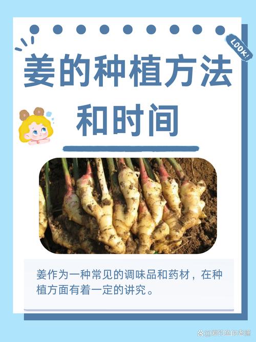 生姜盆栽种植全攻略:从选种到收获的详细步骤 七、成活注意事项