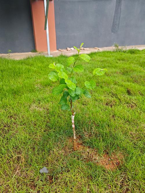 大青枣树苗到哪里买?掌握这五点,轻松找到优质供应商 大青枣树苗到哪里买?掌握这五点,轻松找到优质供应商