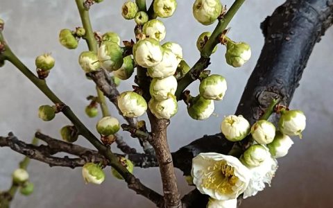 绿萼梅什么时候开花？附花期、果期与促花养护全攻略
