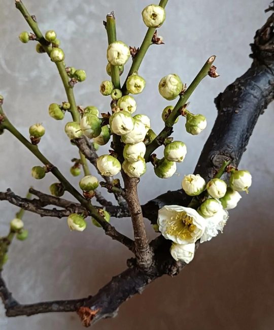 绿萼梅什么时候开花？附花期、果期与促花养护全攻略