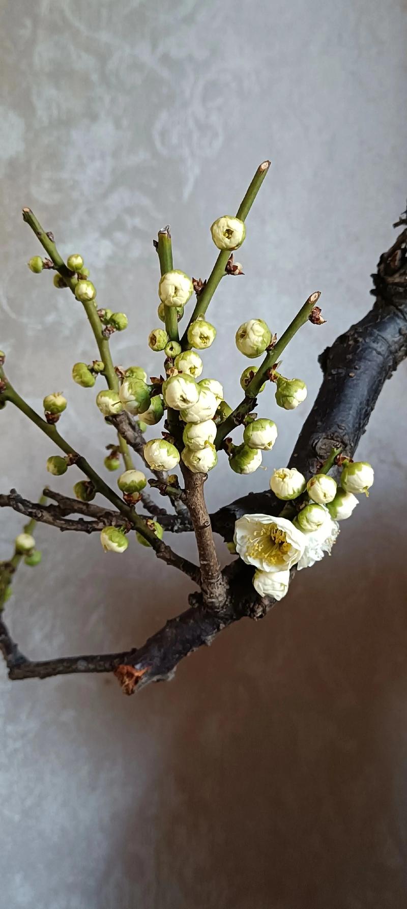 绿萼梅什么时候开花？