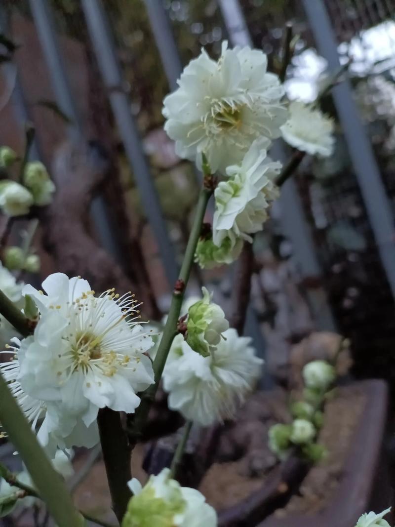 一、绿萼梅的花期、果期与观赏期