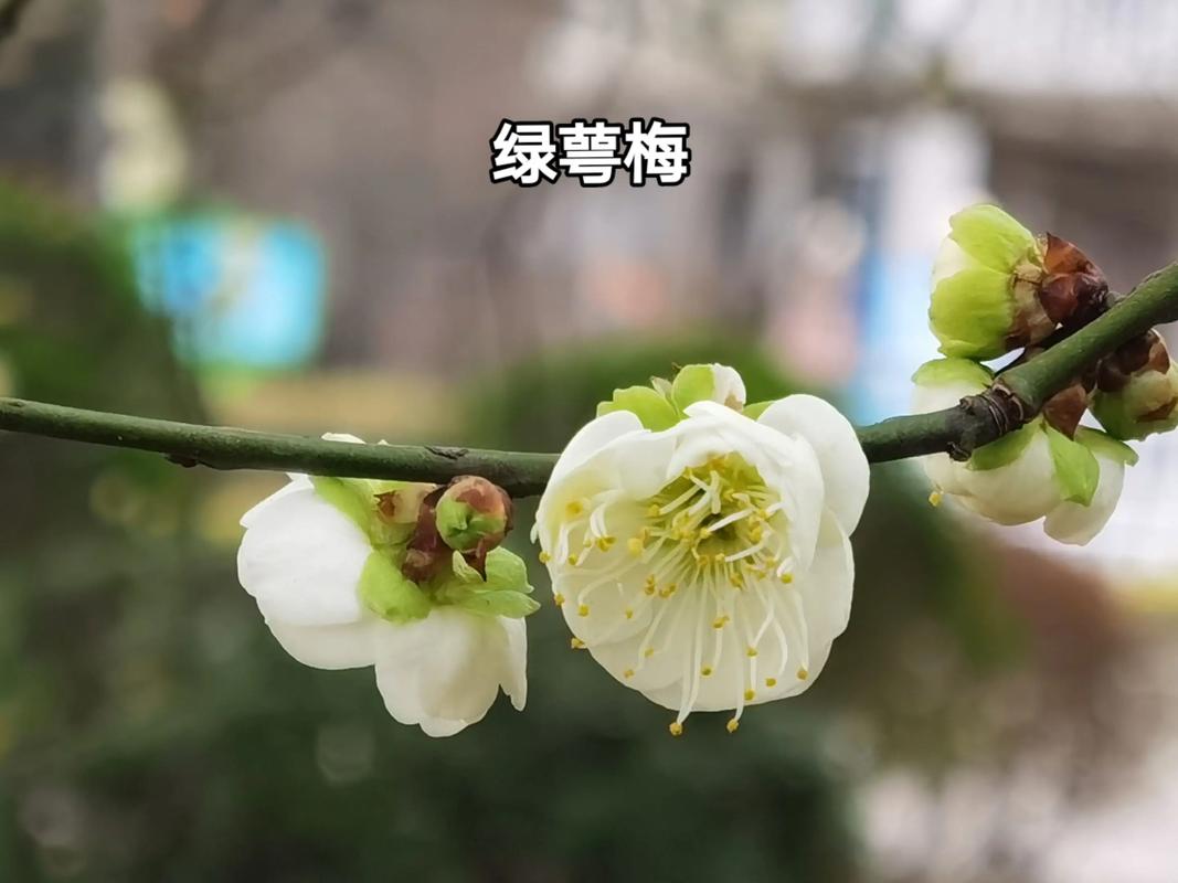 四、绿萼梅不开花常见原因与解决