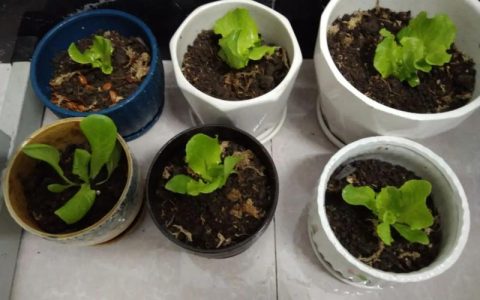 菜苗移栽全攻略：提高成活率的正确步骤与技巧