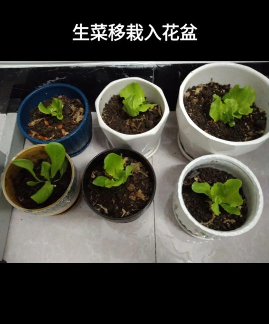 菜苗移栽全攻略：提高成活率的正确步骤与技巧