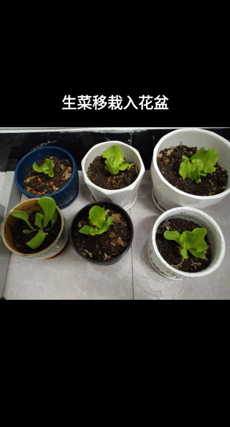 菜苗移栽全攻略:提高成活率的正确步骤与技巧 菜苗移栽全攻略:提高成活率的正确步骤与技巧